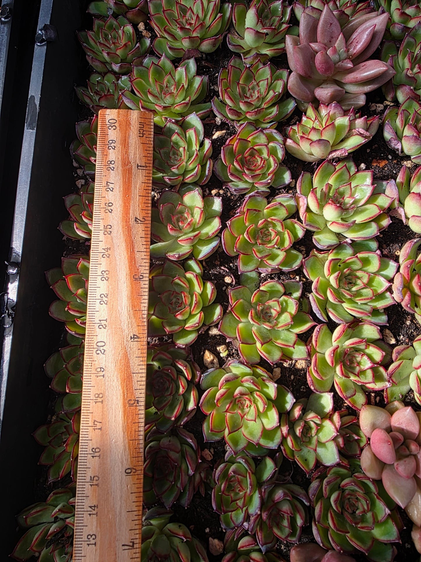 Imported firefly 5pcs