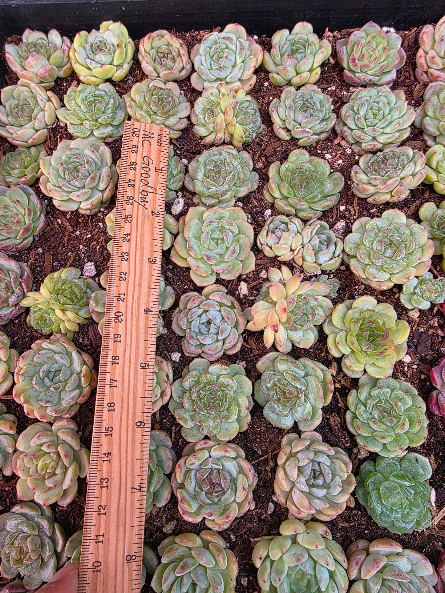 Imported white lover 5 pcs