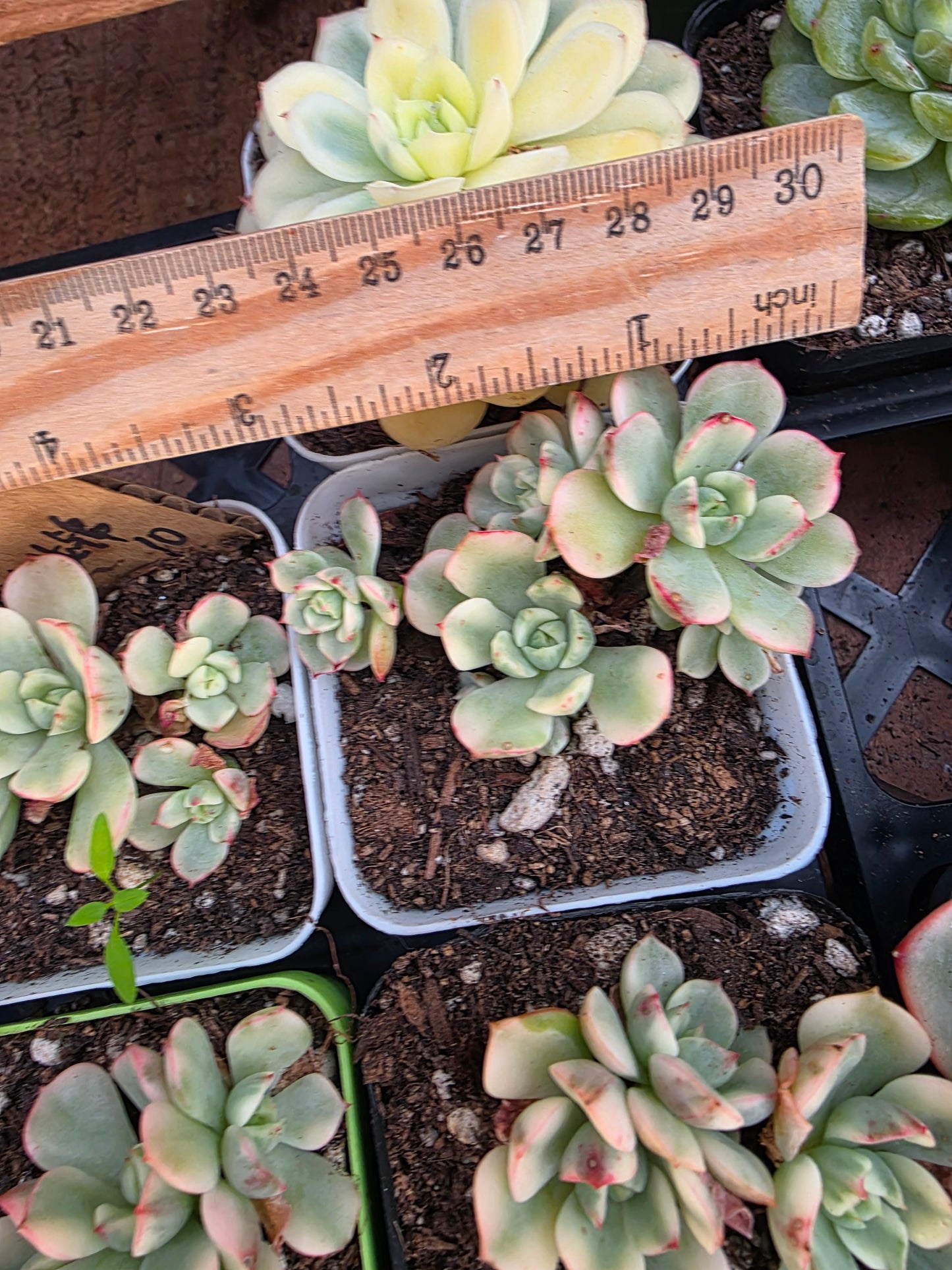 Imported red make up var.