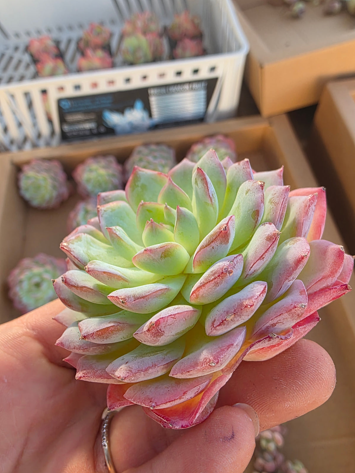 Imported desert rose 1pc