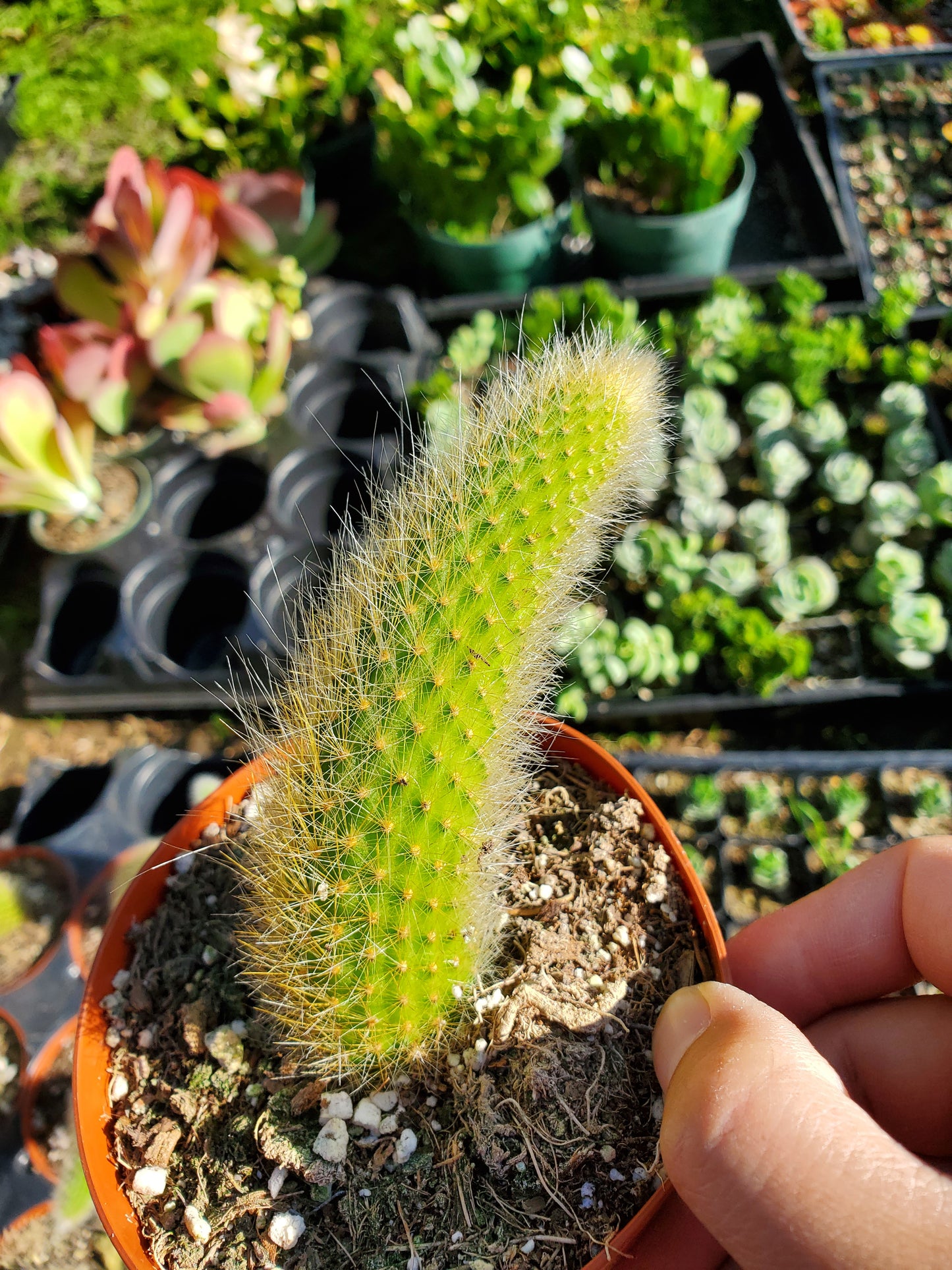 Monkey tail cactus