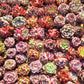 Rare imported mixed Succulents - Succulents Mystery Box