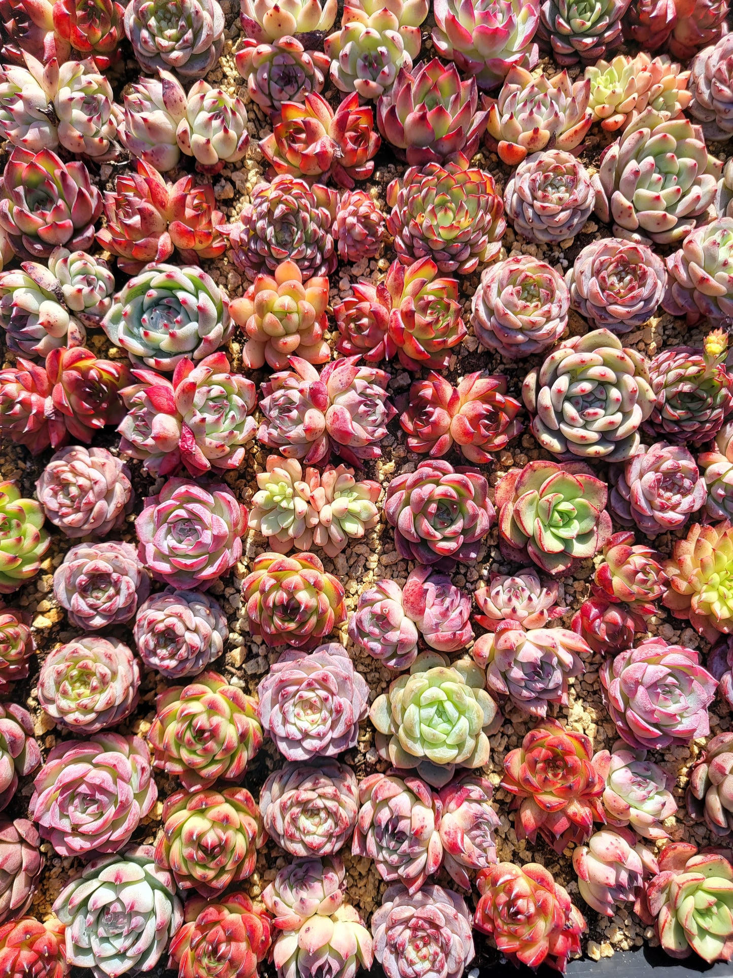 Rare imported mixed Succulents - Succulents Mystery Box