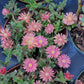 ice plant ( color may mixed with pink and orange)