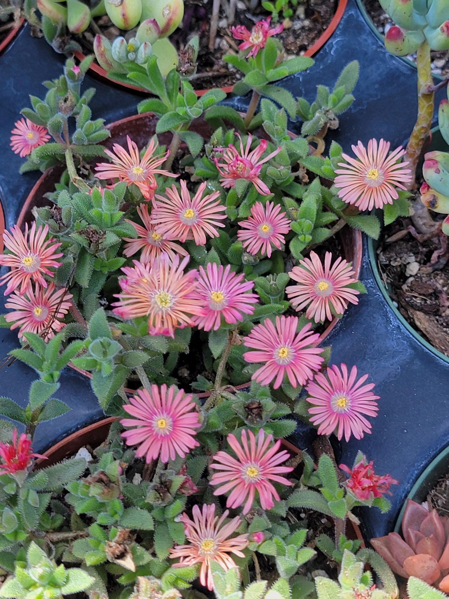 ice plant ( color may mixed with pink and orange)