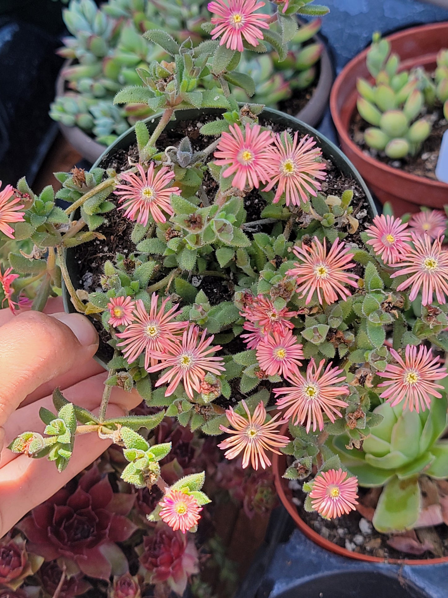 ice plant ( color may mixed with pink and orange)