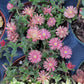 ice plant ( color may mixed with pink and orange)