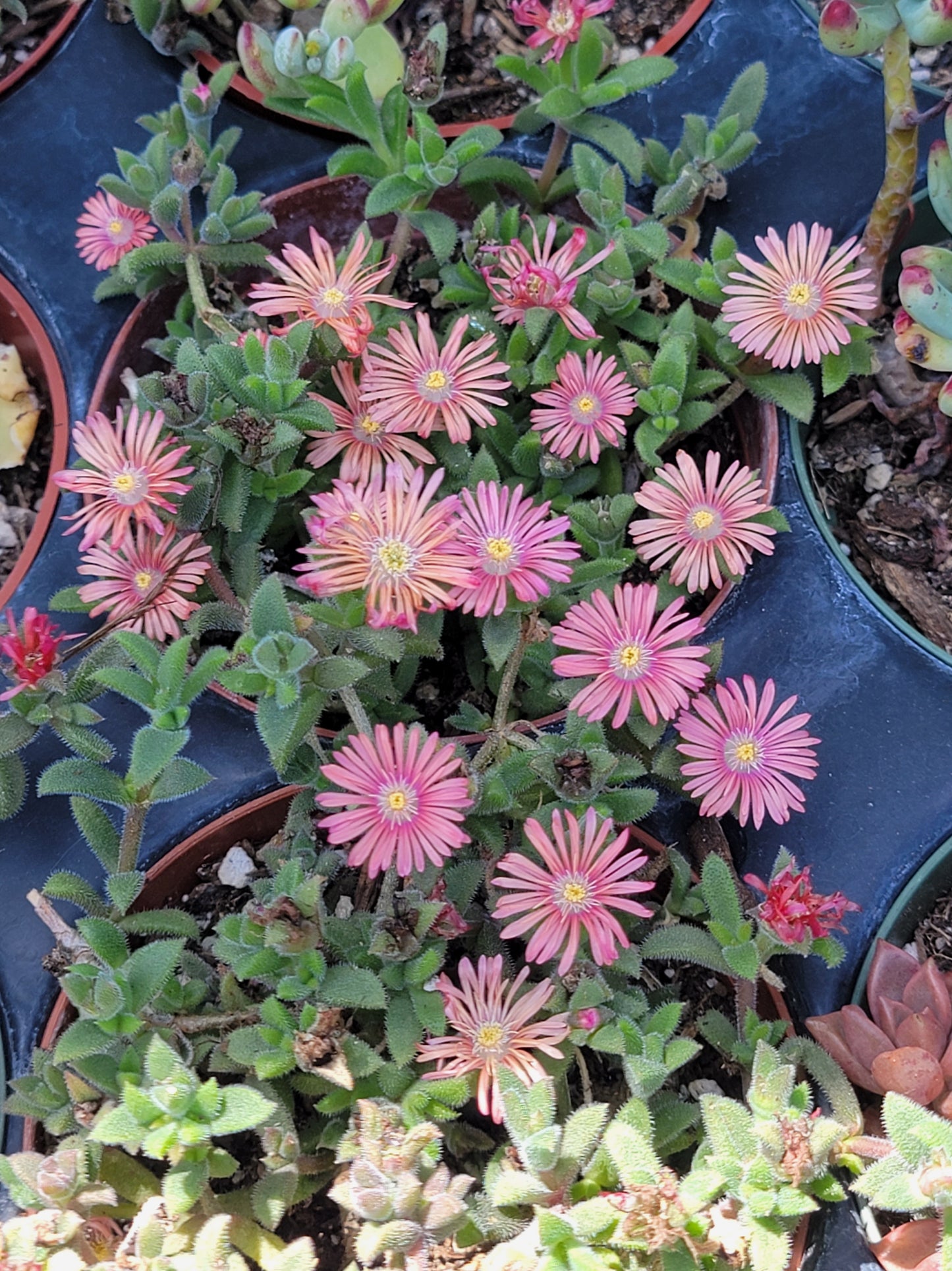 ice plant ( color may mixed with pink and orange)