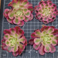 Imported Pink Witch aeonium