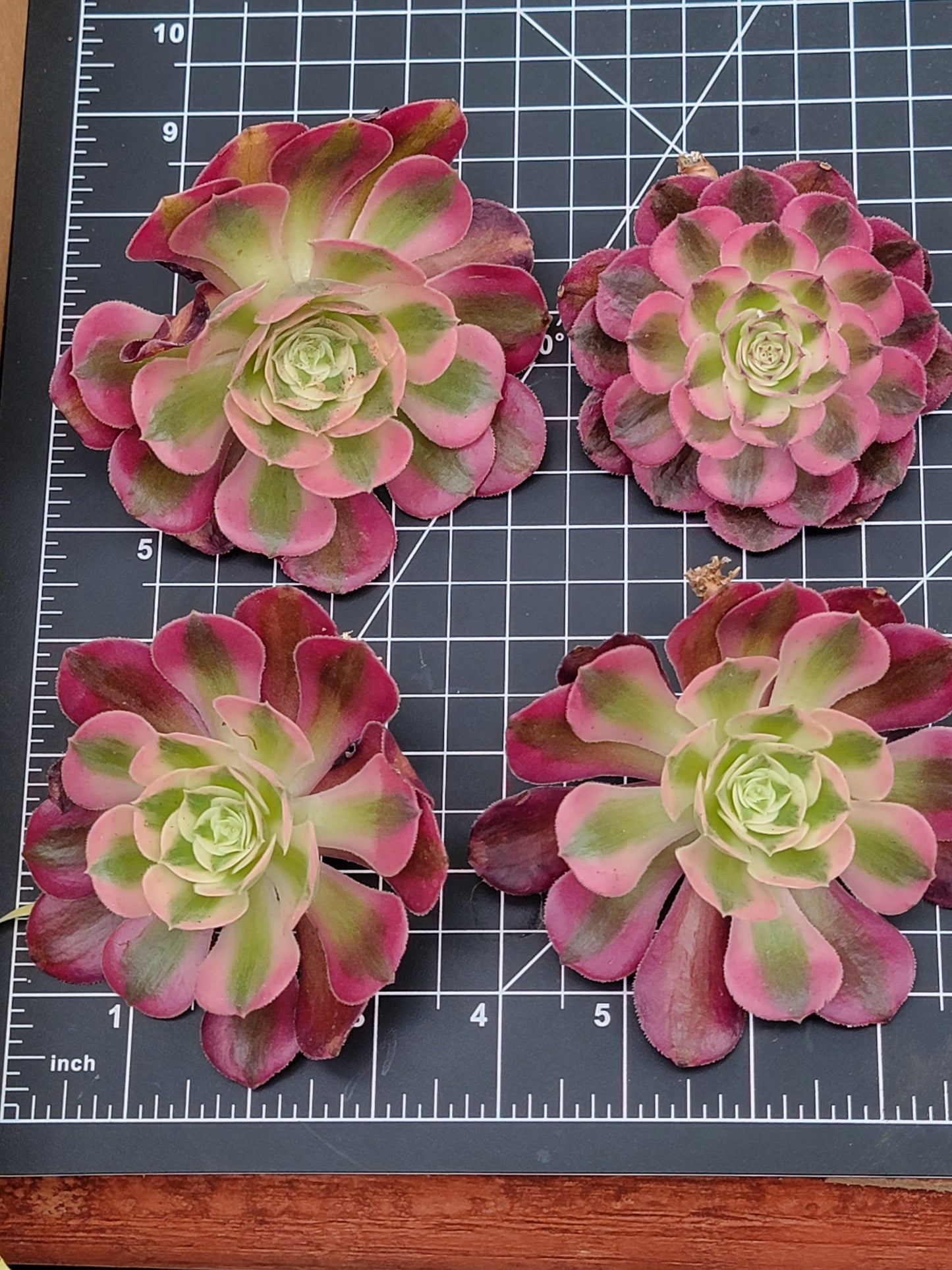 Imported Pink Witch aeonium