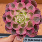 Imported Pink Witch aeonium