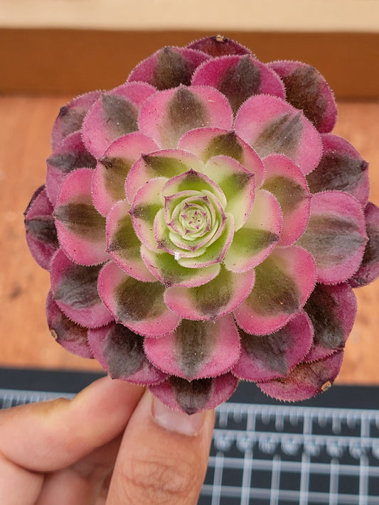 Imported Pink Witch aeonium