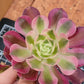 Imported Pink Witch aeonium