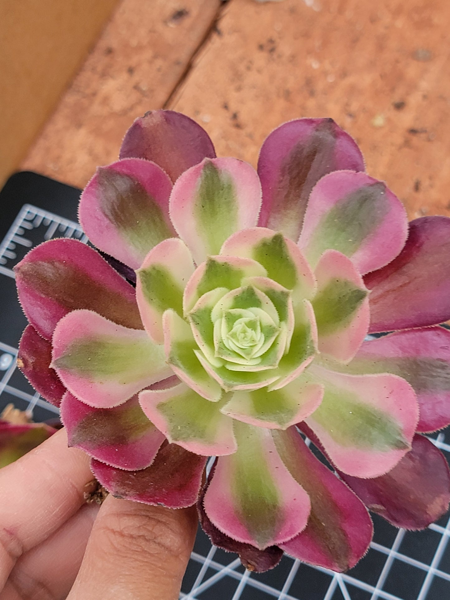 Imported Pink Witch aeonium