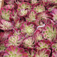 Imported Pink Witch aeonium