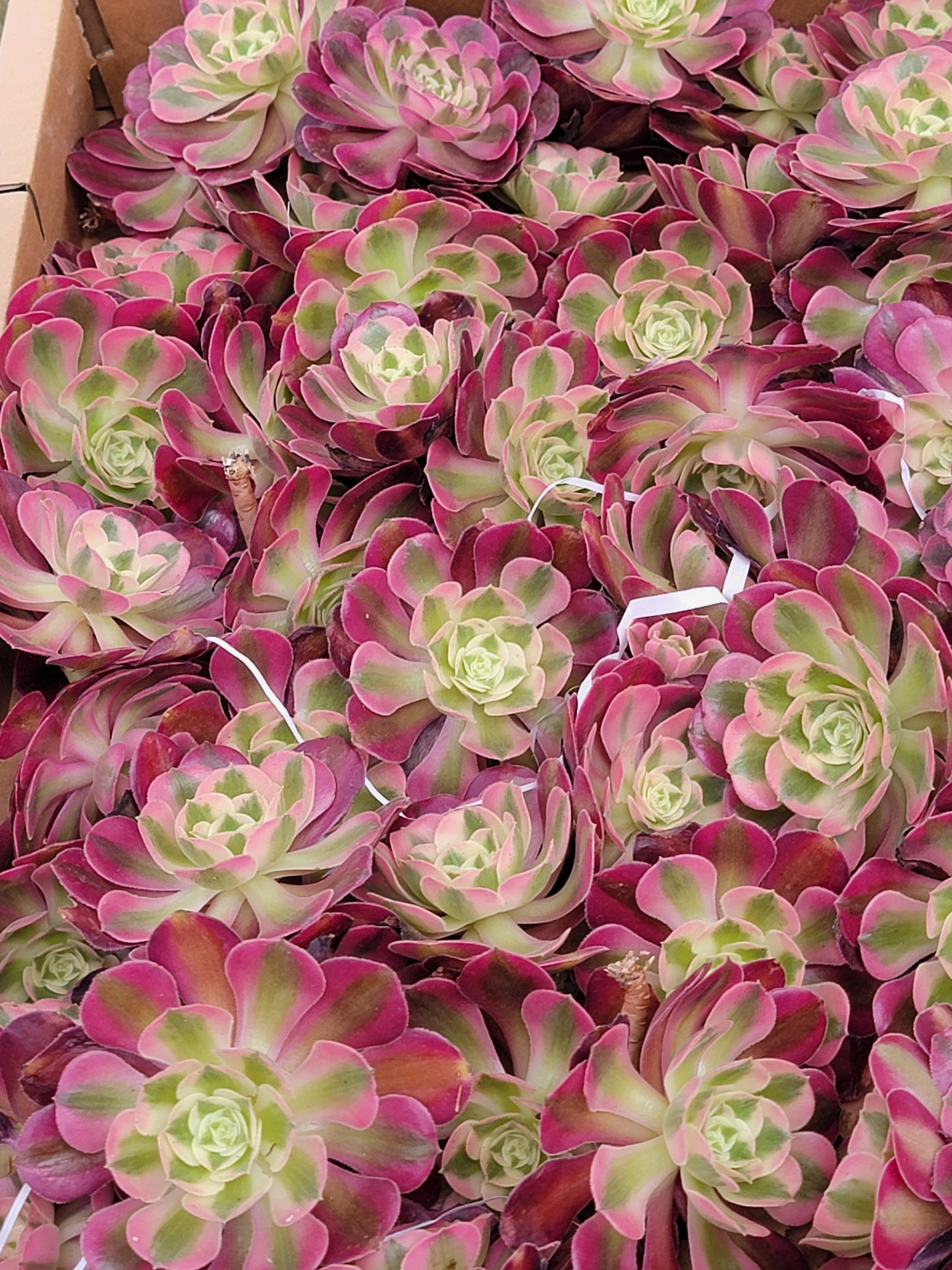 Imported Pink Witch aeonium