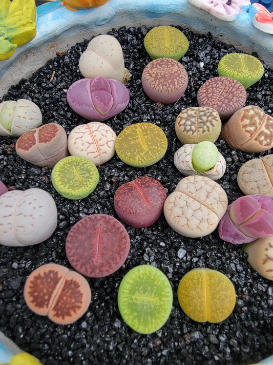 Imported Lithop