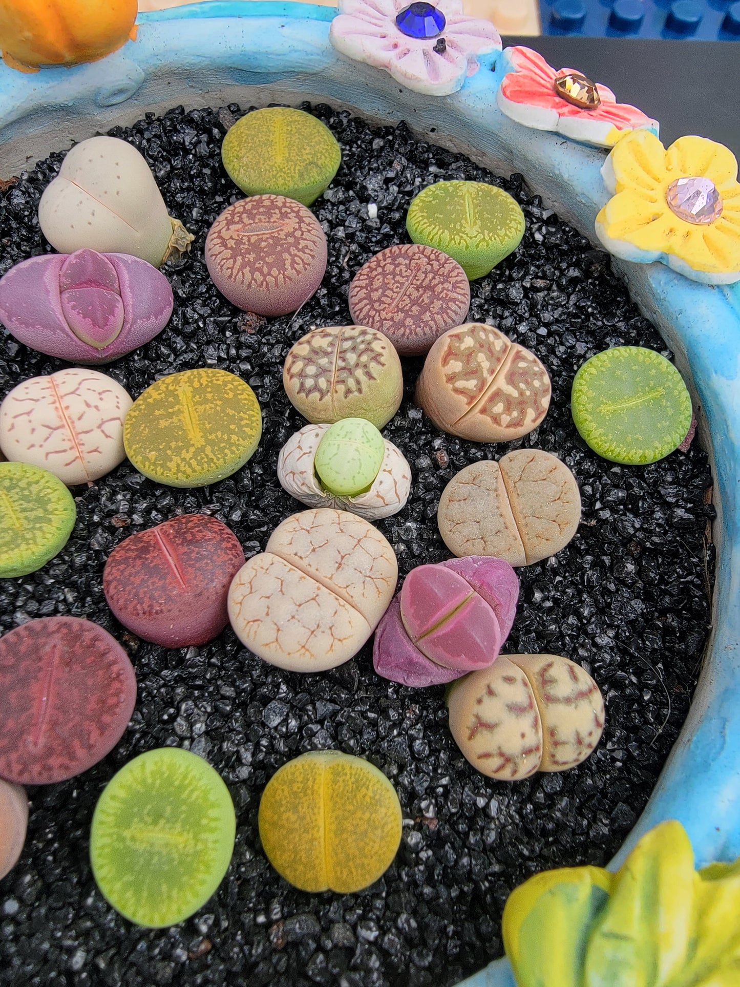 Imported Lithop