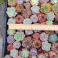 Imported mixed succulent size 1.5-2inch