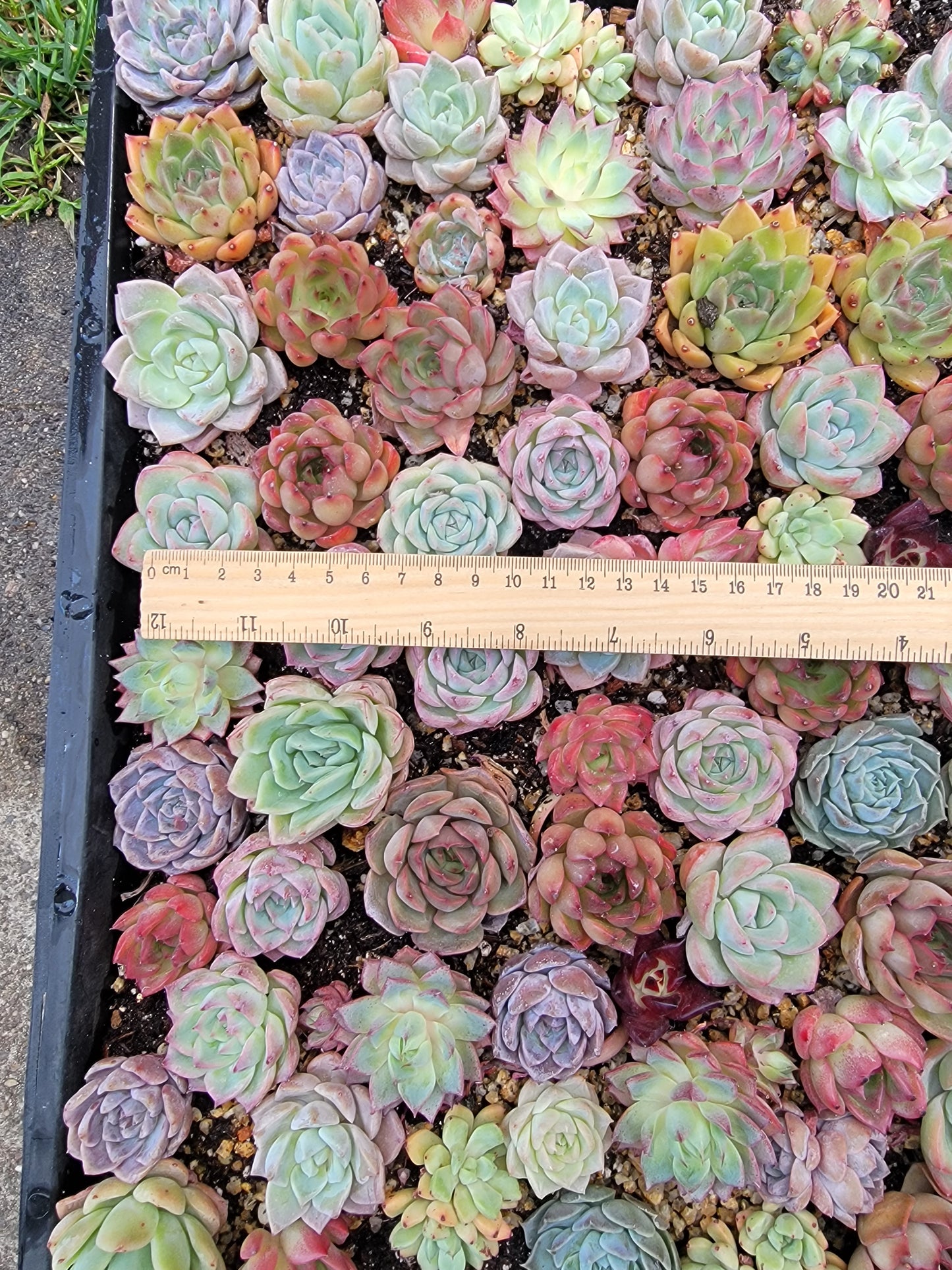 Imported mixed succulent size 1.5-2inch