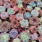 Imported mixed succulent size 1.5-2inch