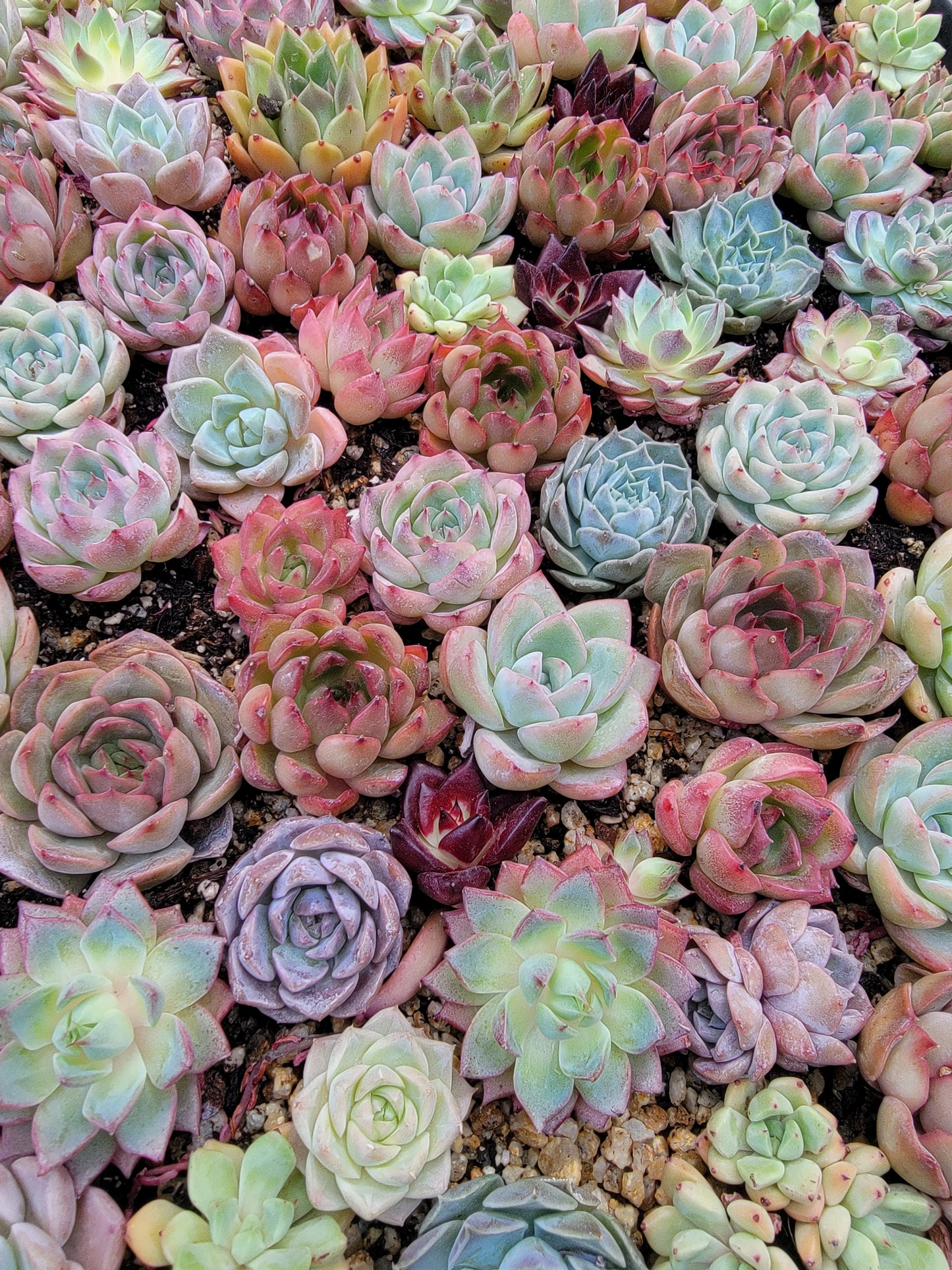 Imported mixed succulent size 1.5-2inch