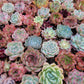 Imported mixed succulent size 1.5-2inch