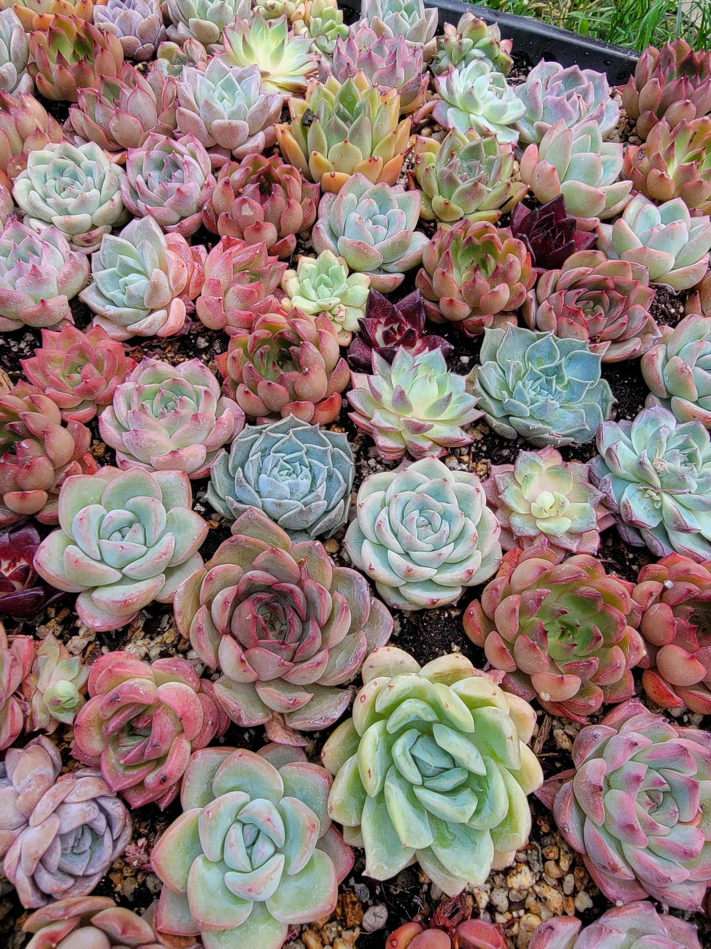 Imported mixed succulent size 1.5-2inch