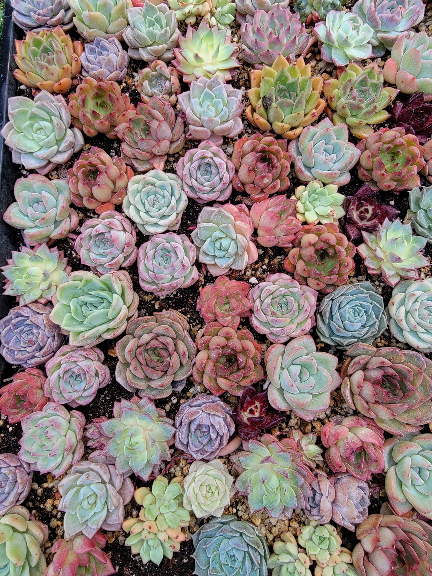 Imported mixed succulent size 1.5-2inch