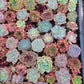 Imported mixed succulent size 1.5-2inch