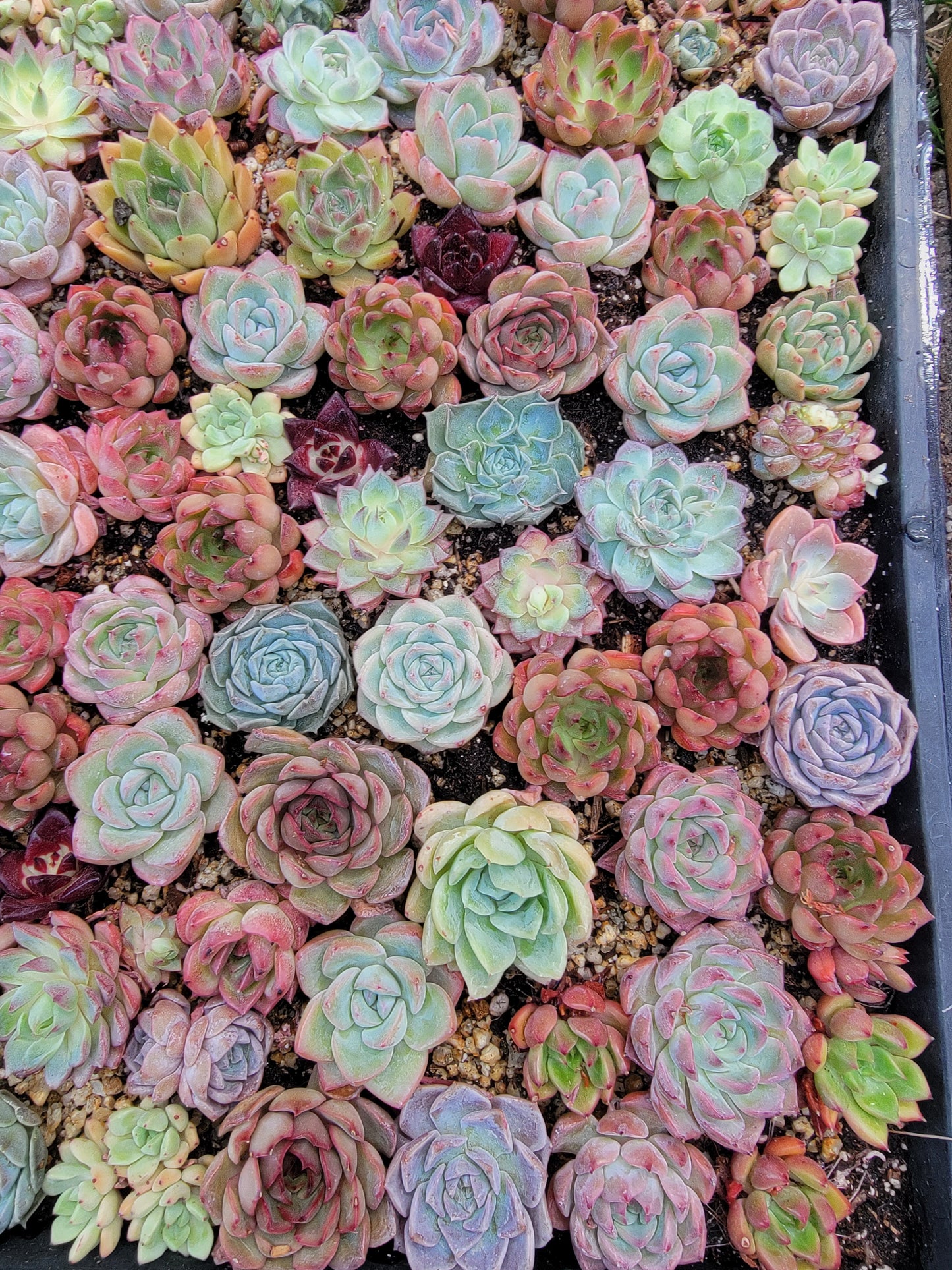 Imported mixed succulent size 1.5-2inch