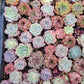 Imported mixed succulent size 1.5-2inch