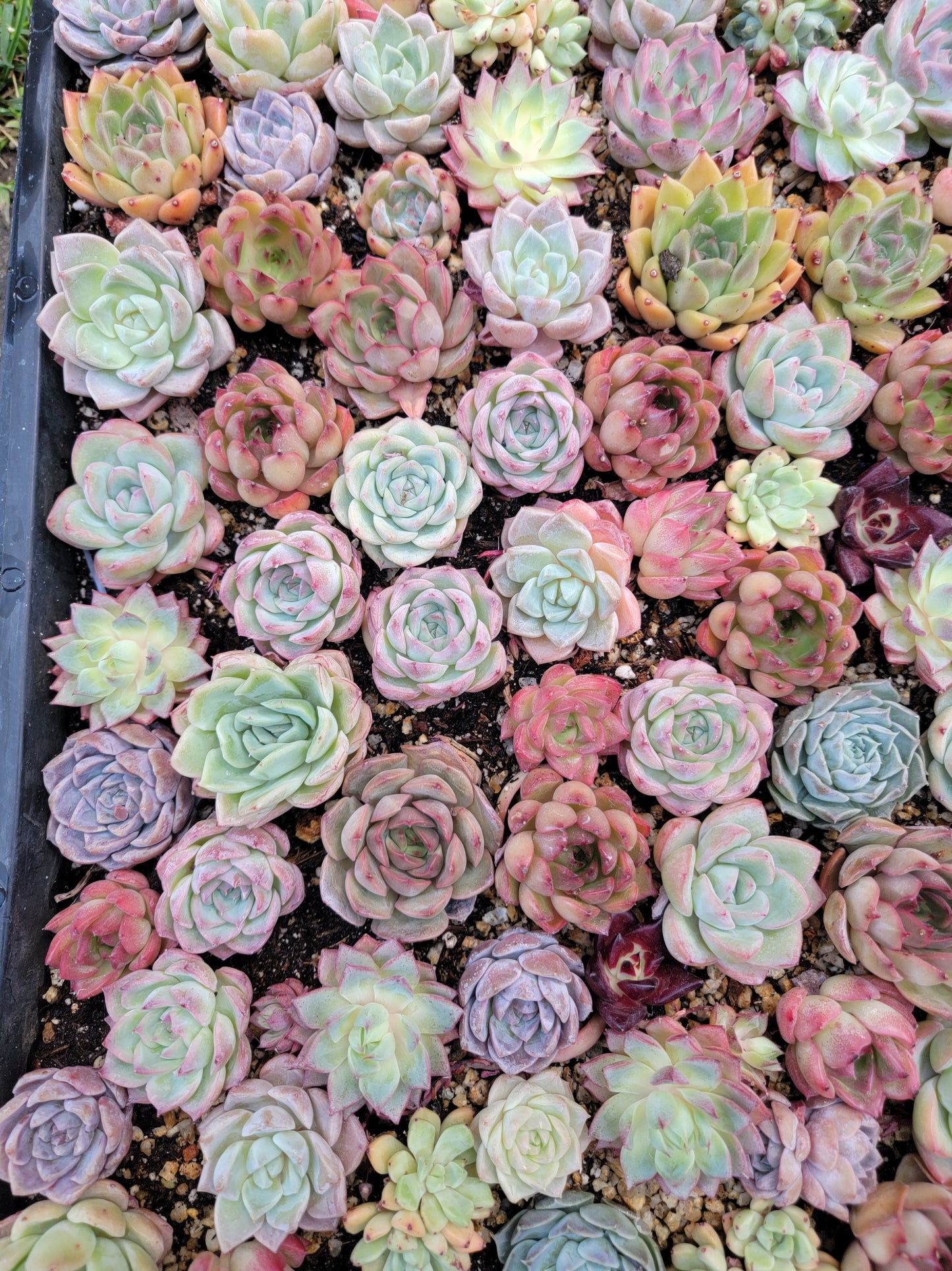 Imported mixed succulent size 1.5-2inch