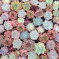 Imported mixed succulent size 1.5-2inch