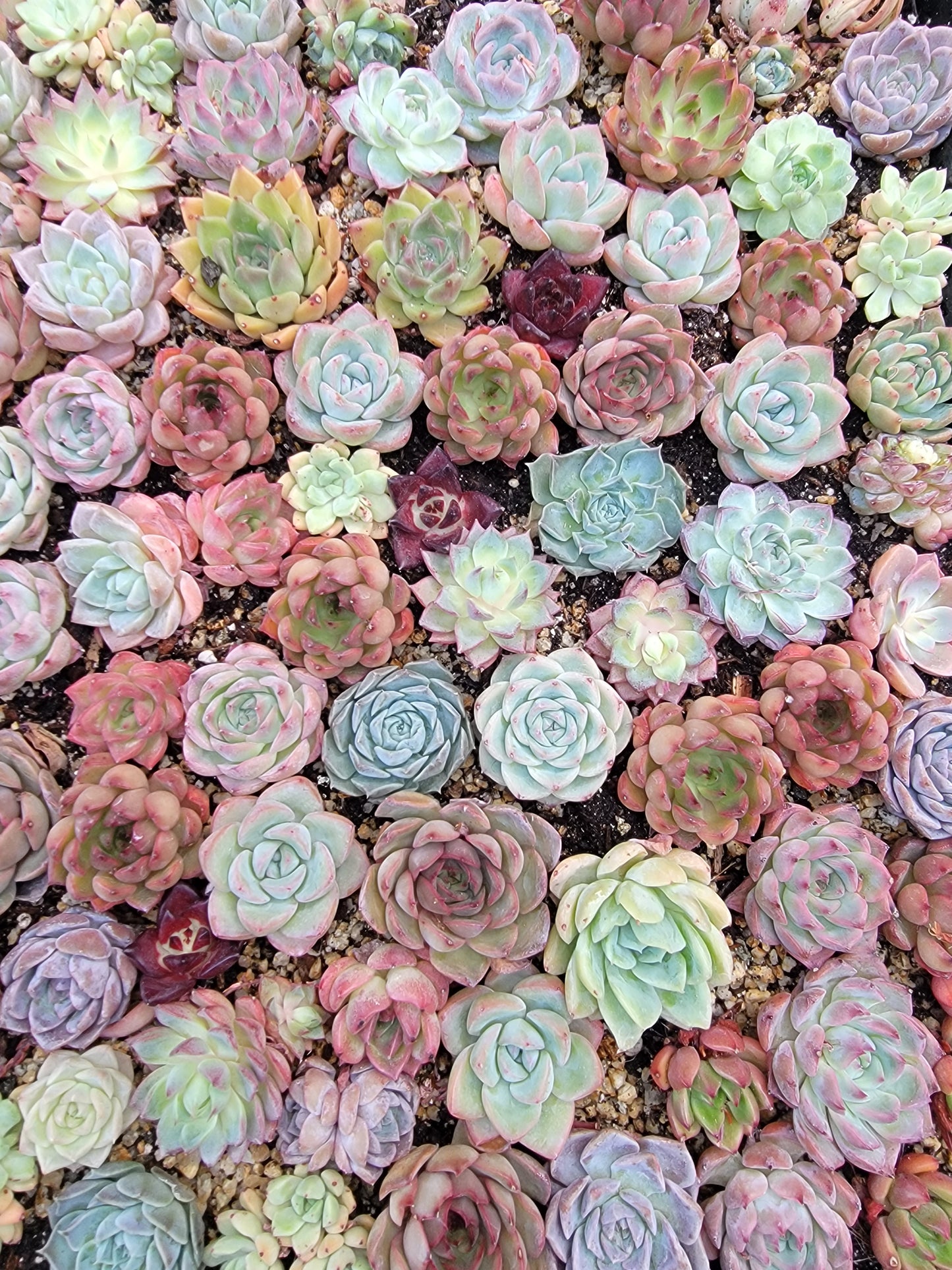 Imported mixed succulent size 1.5-2inch