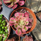 Imported Pink Witch aeonium