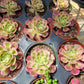 Imported Pink Witch aeonium