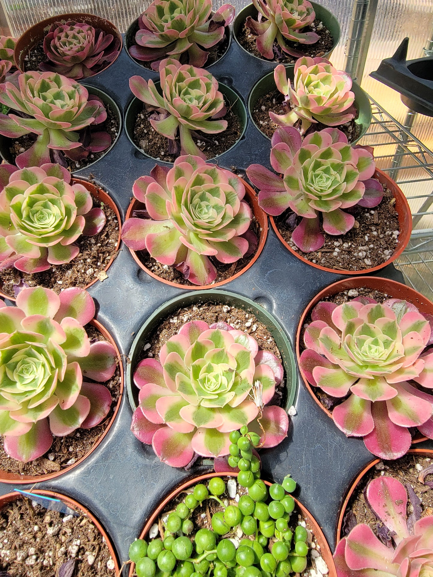 Imported Pink Witch aeonium