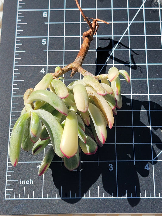 Imported Cotyledon orbiculata variegated long leaf