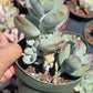 Cotyledon Ping-pang succulent