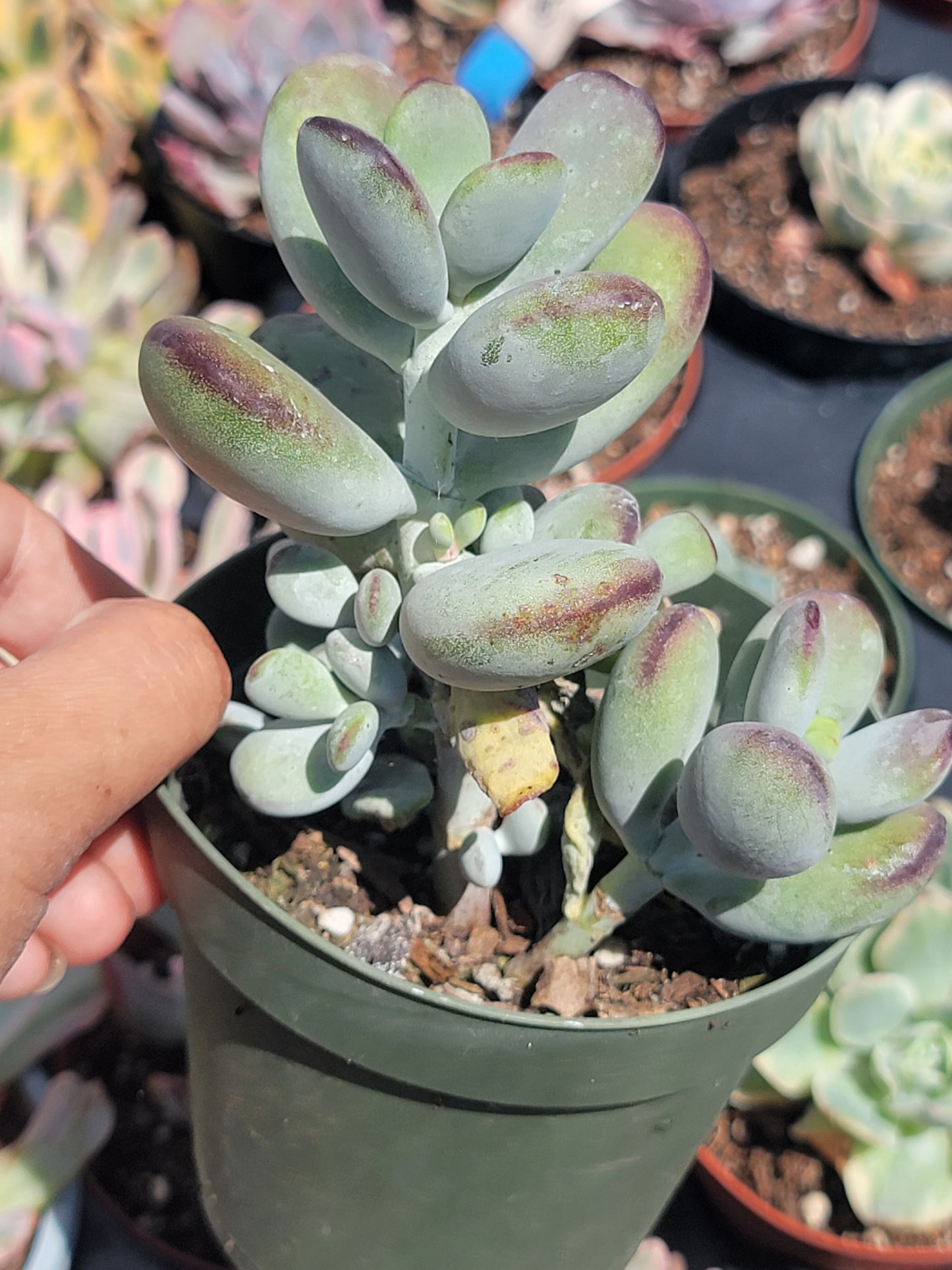 Cotyledon Ping-pang succulent