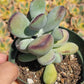 Cotyledon Ping-pang succulent