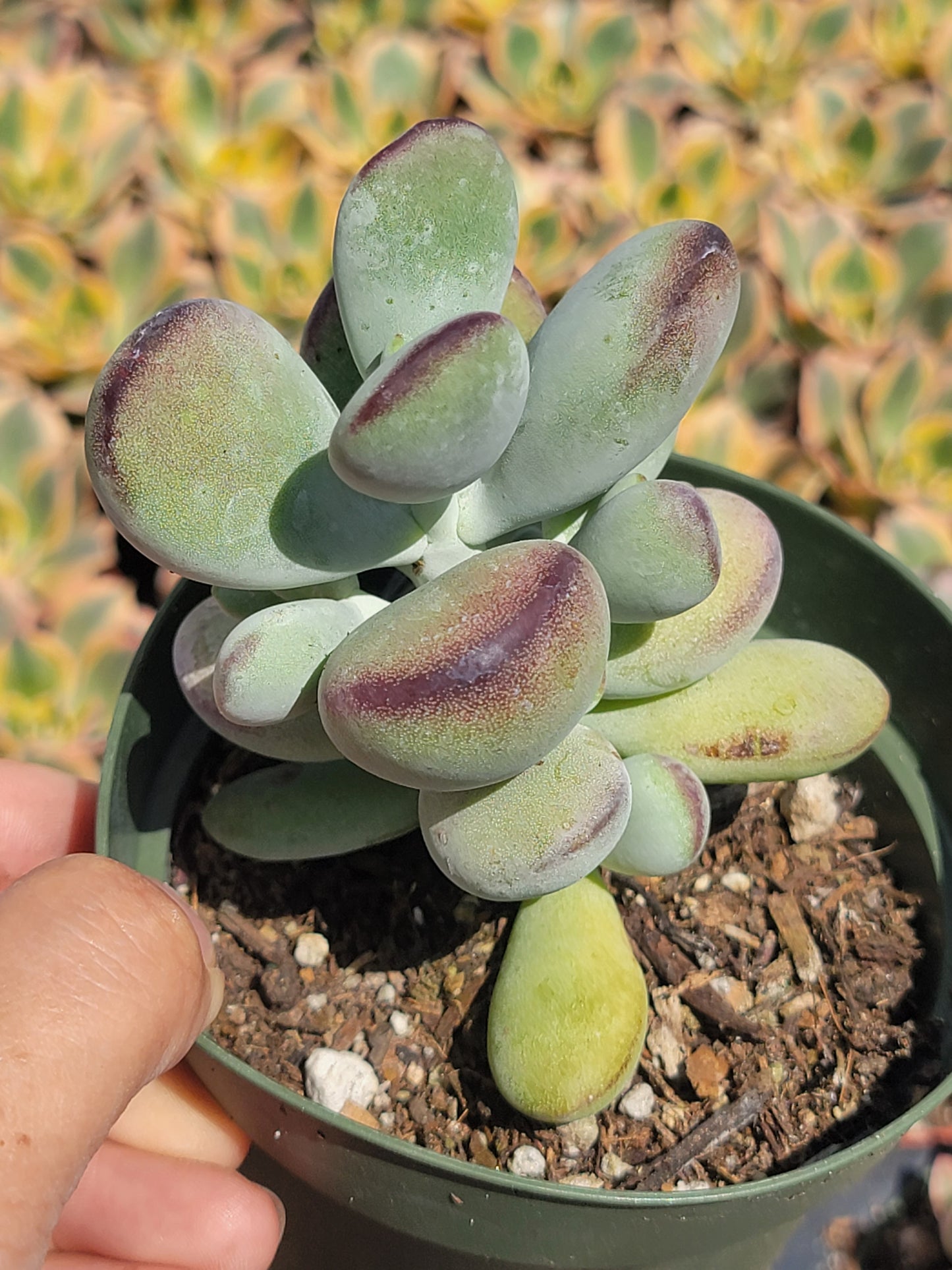 Cotyledon Ping-pang succulent