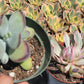 Cotyledon Ping-pang succulent