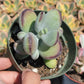 Cotyledon Ping-pang succulent