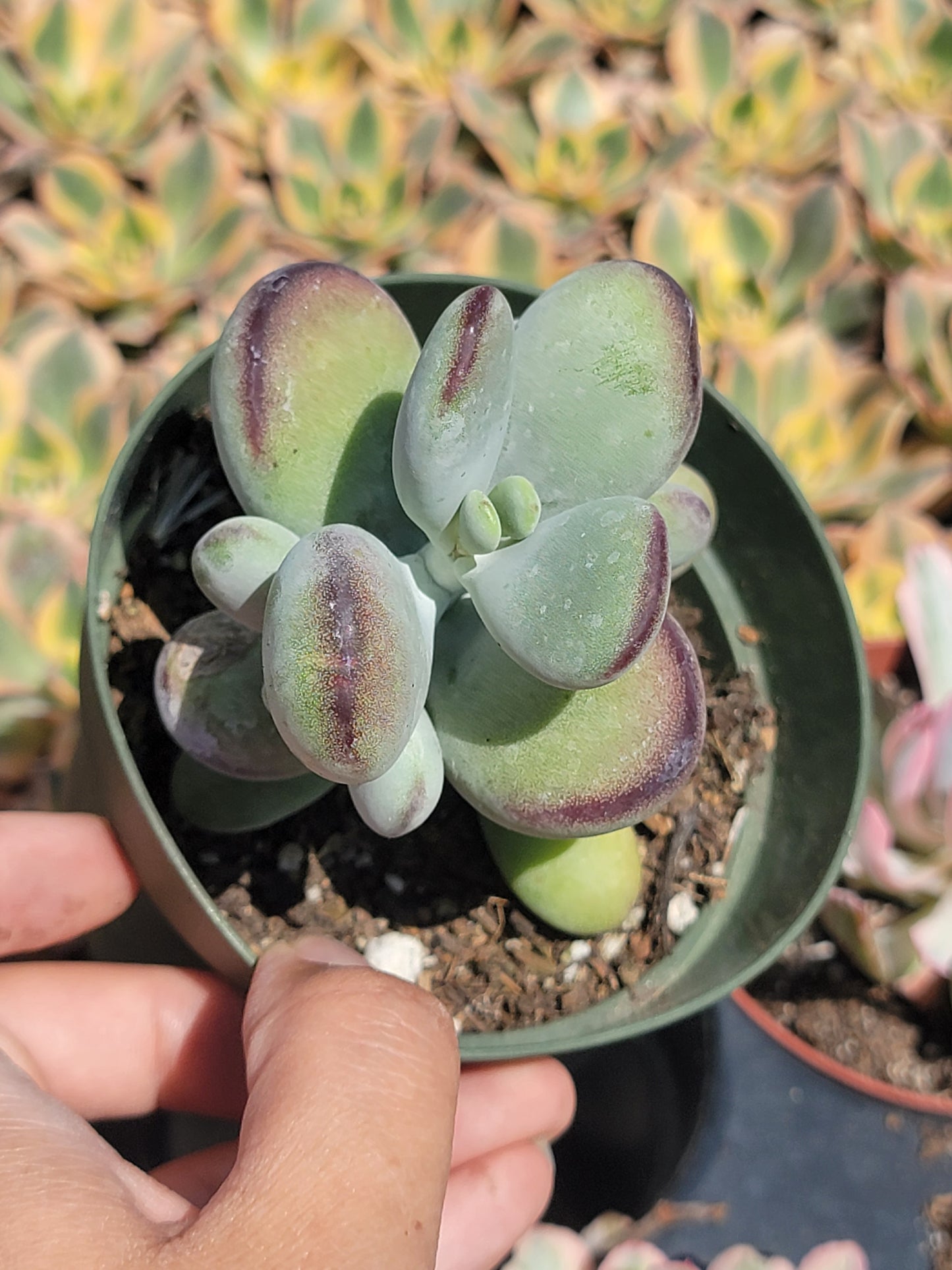 Cotyledon Ping-pang succulent