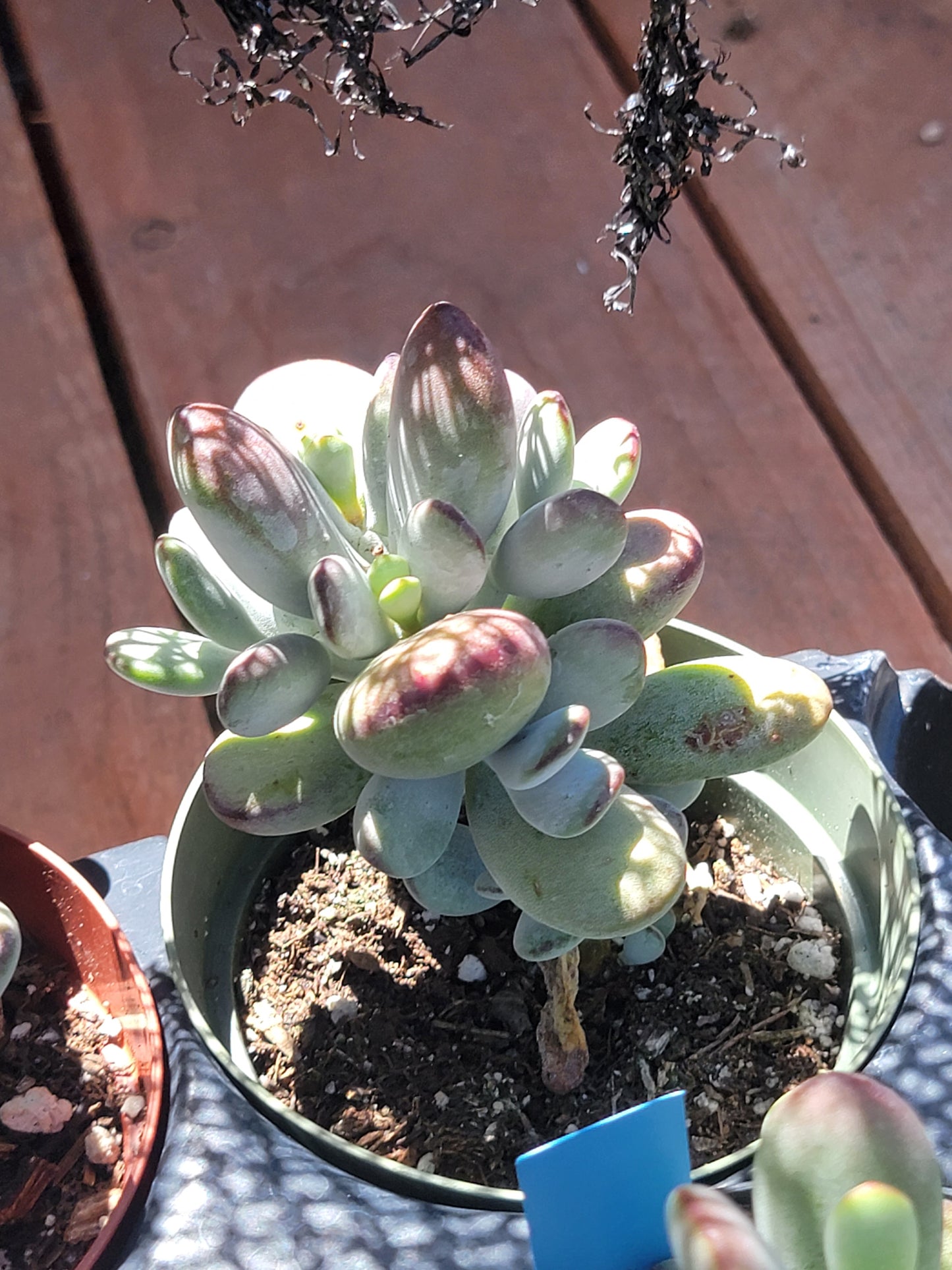 Cotyledon Ping-pang succulent