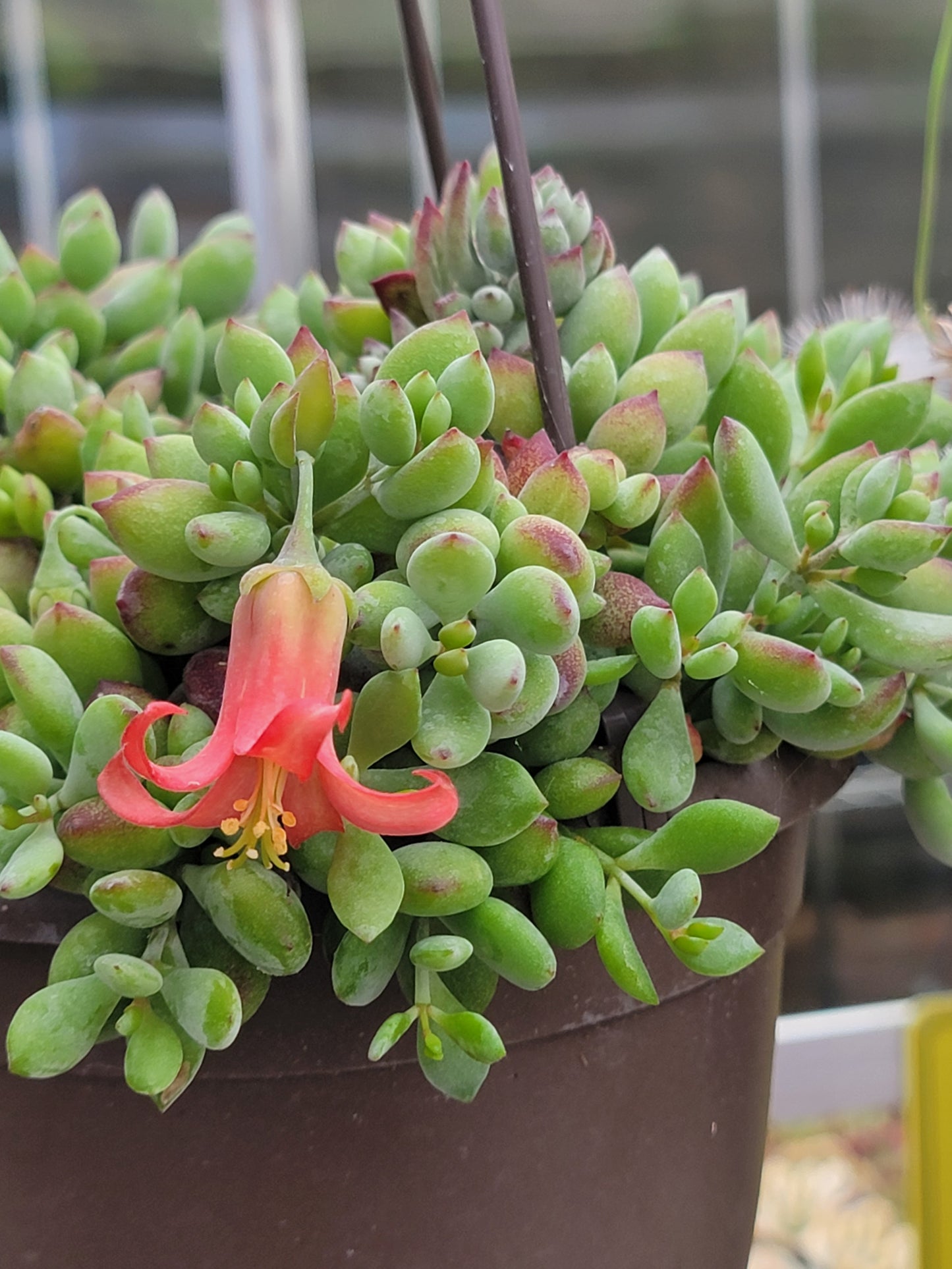 Cotyledon Pendens