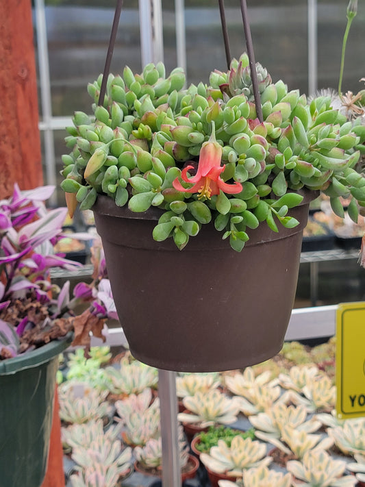 Cotyledon Pendens