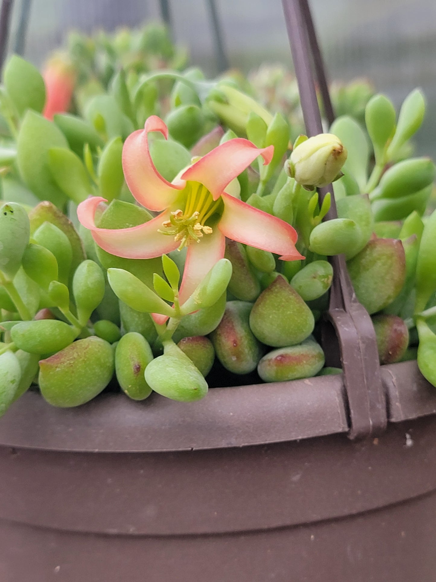 Cotyledon Pendens